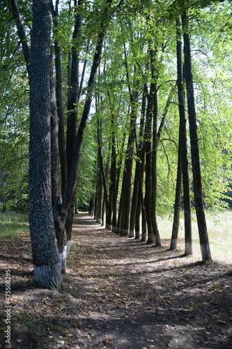 Linden alley planted by the famous singer Fyodor Chaliapin on his estate in the Yaroslavl region photo