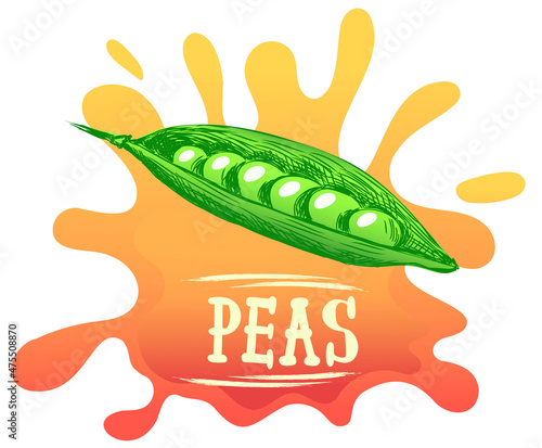 illustration of pea pod in bright colors, inscription or lettering with word peas. Illustration for advertising, banner, packaging or publishing recipes. Culinary illustration of vegetables