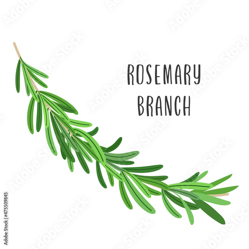 Fresh rosemary sprig isolated on white background. Vector flat style illustration