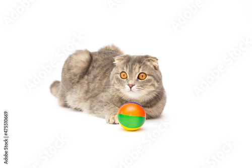 A scottish fold young cat laying down and playing with a soft ball. Isolated on white. © Irina