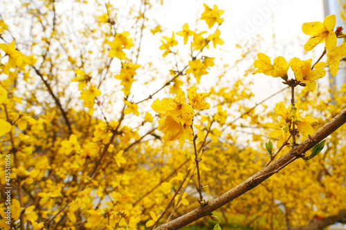 Yellow forsythia blooming in spring