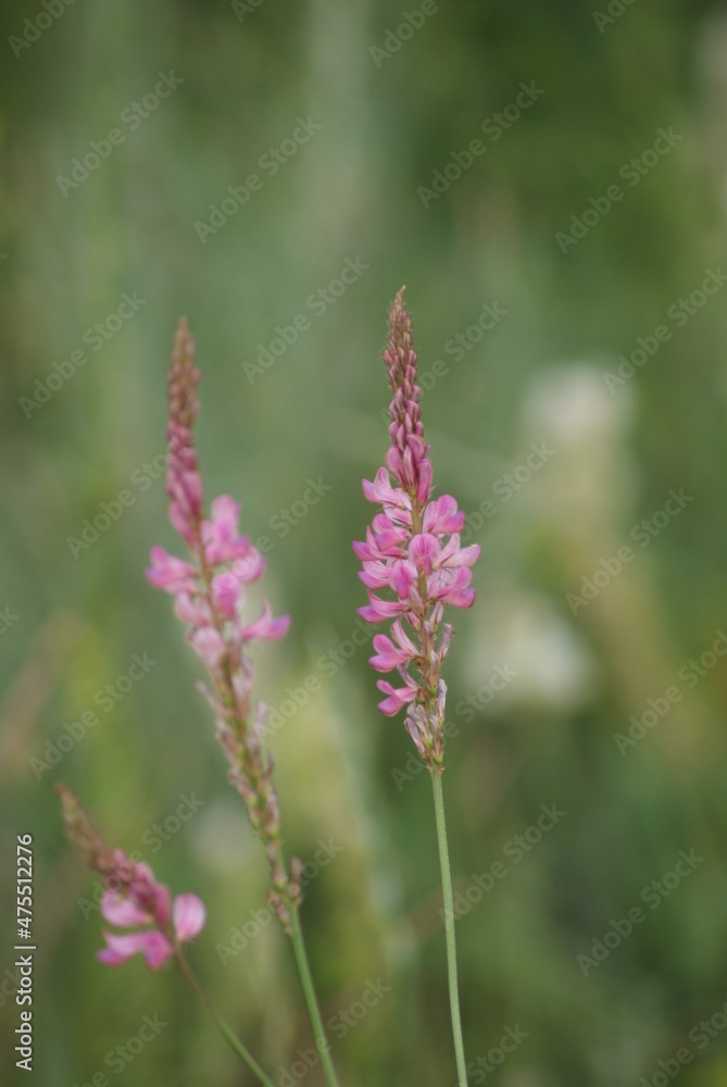 Beautiful flowers in Khakassia Russia