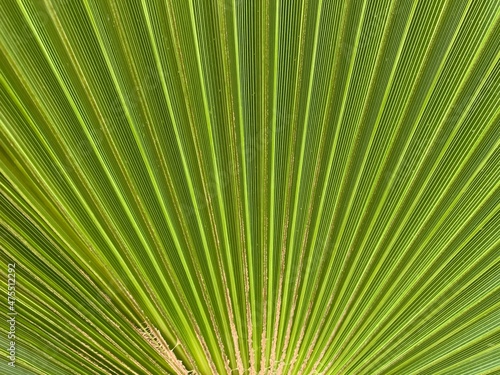 Background texture  green leaf of a southern palm tree. Concept  Summer vacation in a warm climate under the sun. Tropical palm leaf structure  close-up.