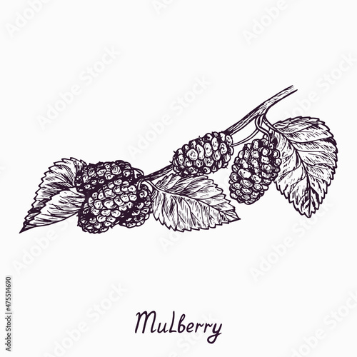 Mulberry branch with berries and leaves, simple doodle drawing with inscription, gravure style