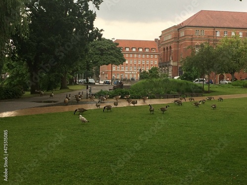 ducks in the city park © Гал Пол