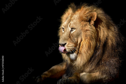 Lion   Portrait Wildlife animal   isolated 