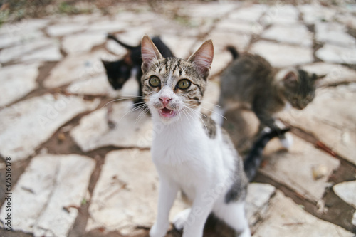 Street cats begging ride on the streets of Corfu in Greece © Dima Anikin