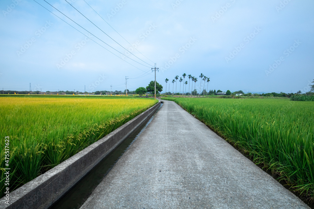 Taiwan, southern villages, industrial roads, greenery, rice fields