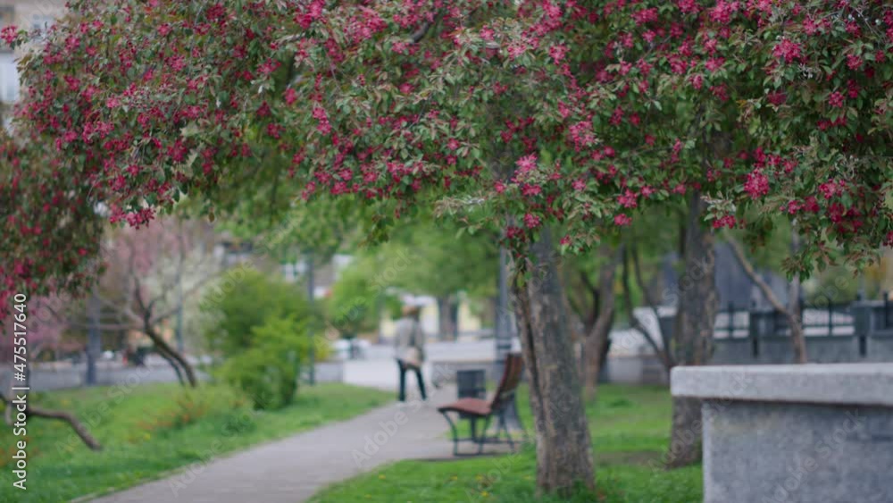Pink cherry flowers blooming in park among green leafs. Tranquil floral scene. Pink cherry flowers blooming in park among green leafs. Tranquil floral scene.