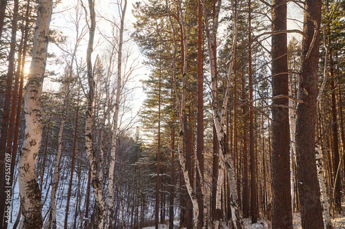 Winter landscape with snow covered trees in cold forest