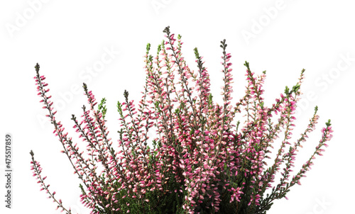 Heather with beautiful flowers on white background