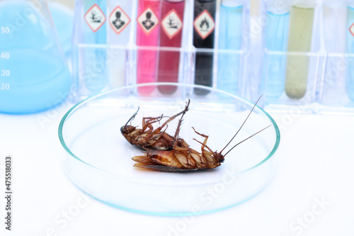 scientific experiments with  Cockroach in the laboratory