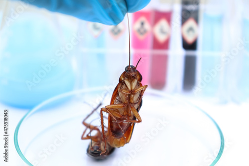 scientific experiments with  Cockroach in the laboratory