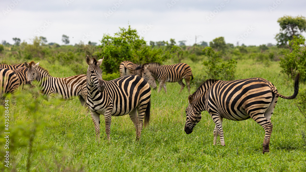 a dazzle of zebras in the wild a dazzle of zebras in the wild