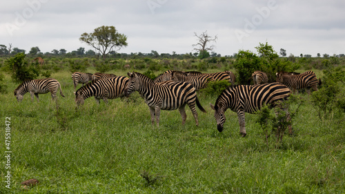 a dazzle of zebras in the wild