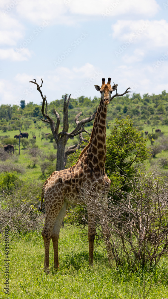 Fototapeta premium a giraffe with a cloudy sky background
