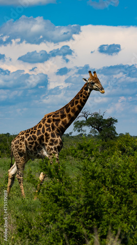 a giraffe with a cloudy sky background