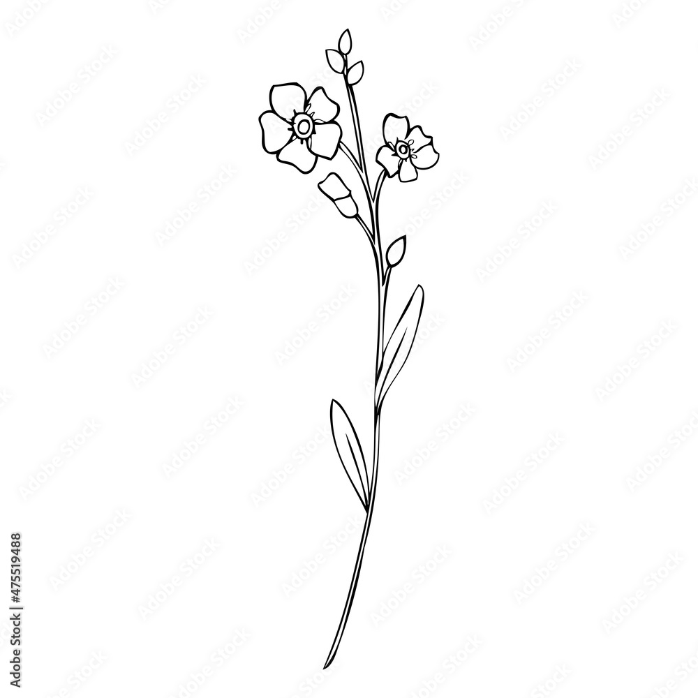Forget-Me-Not Flower Vector Illustration Isolated On White Background, Ink  Sketch, Decorative Herbal Doodle, Line Art Style For Design Medicine,  Wedding Invitation, Greeting Card, Floral Cosmetic 素材庫向量圖| Adobe