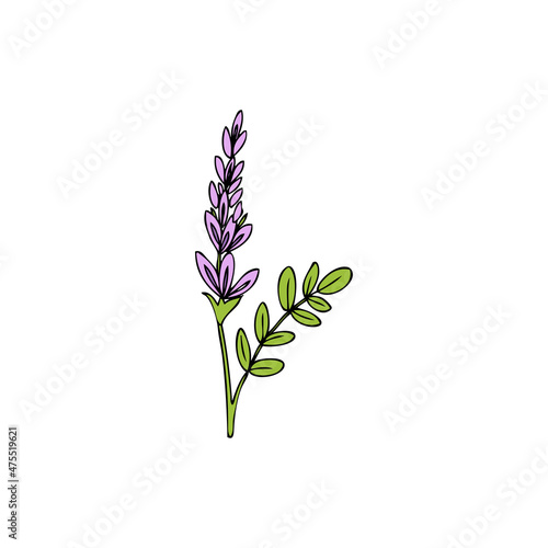 Licorice plant, flower vector hand drawn illustration isolated on white, ink sketch, decorative herbal colorful doodle sketch, medical herb for design cosmetic, natural medicine, food ingredient