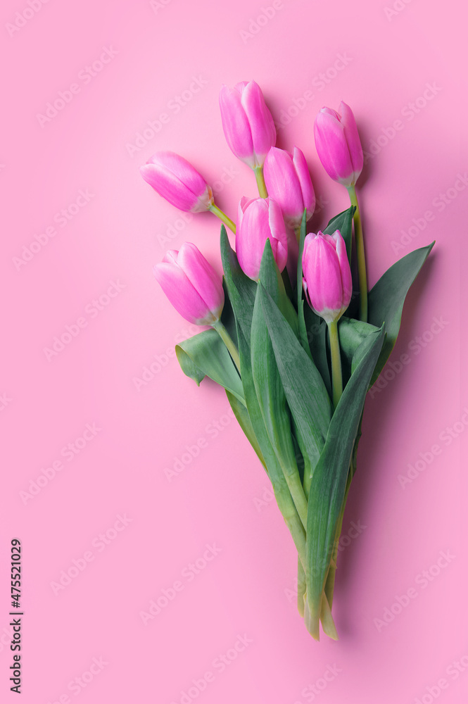 Obraz premium Pink and white tulips on pink background and copy space.