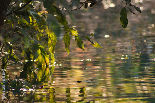 reflection of leaves in the river