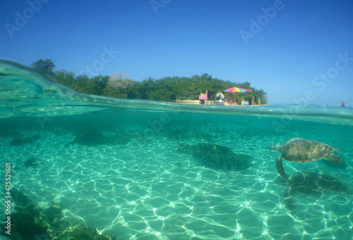 underwater scene , caribbean sea , Venezuela