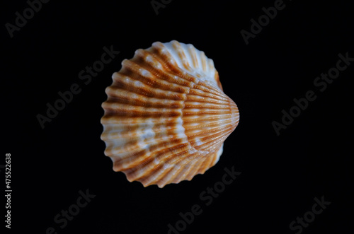 shell clam sea sea seafood on black background close-up