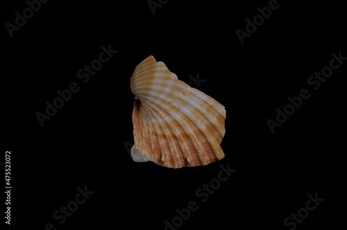 shell clam sea sea seafood on black background close-up © Иван Грушевич