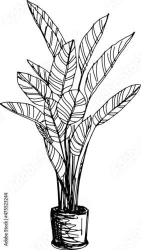 illustration tree sketch icon