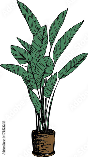 illustration tree sketch icon