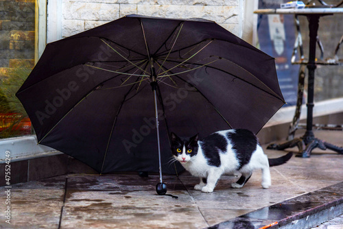 Beautiful black and white cat protects himself from rain under an umbrella, close up, outdoor photography