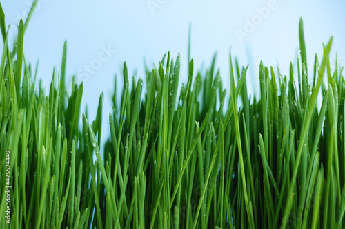 Green grass on a blue sky background