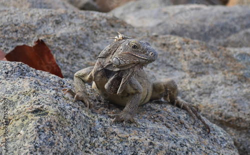 IGUANA IN THE SEA photo