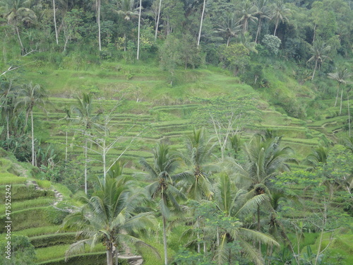 Tegalalalang, Bali, Indonesia