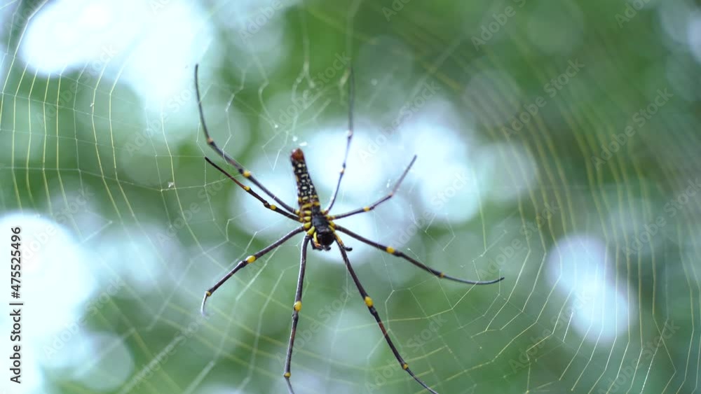 spider forest in forest green blur background spider forest in forest green blur background
