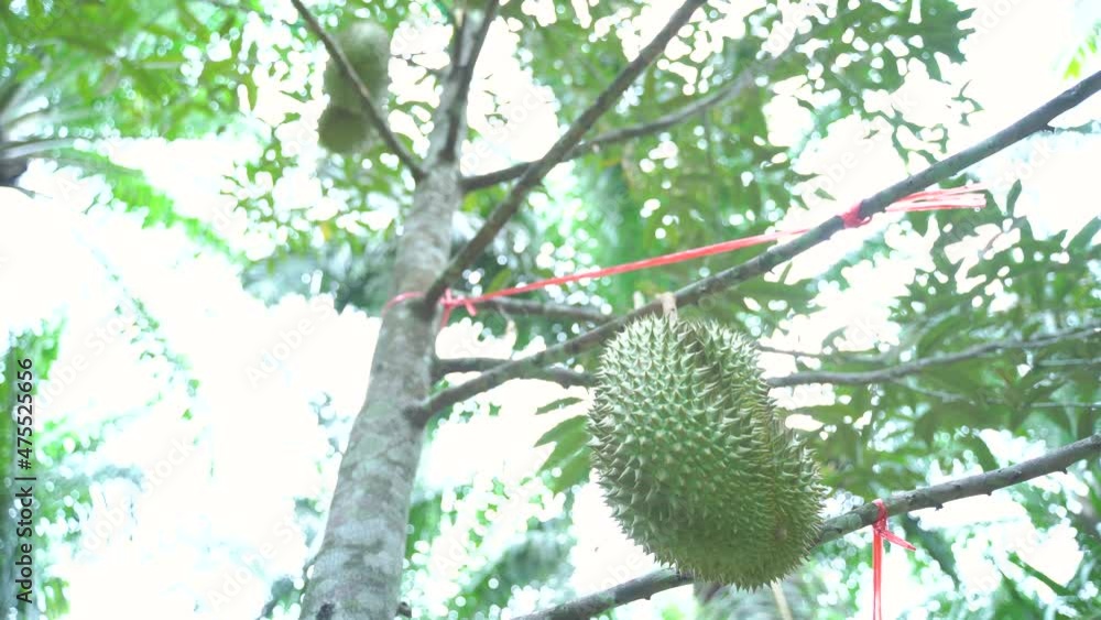 Monthong Durian The most popular fruit in Asia Monthong Durian The most popular fruit in Asia
