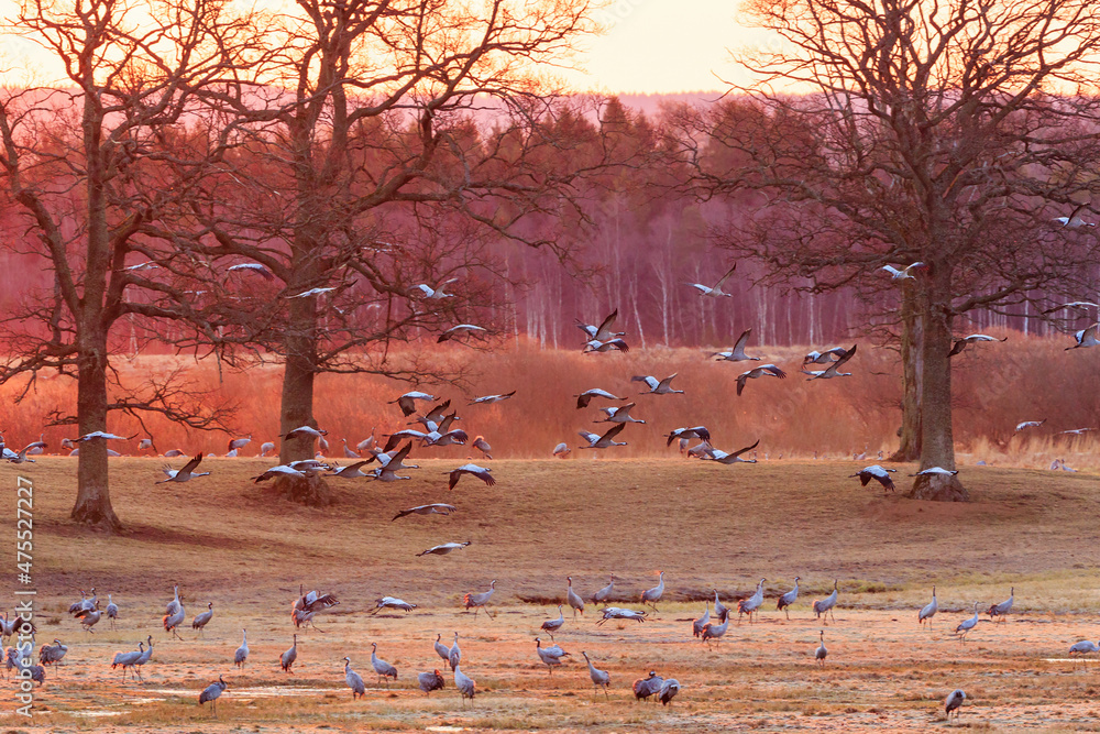 Flying cranes in morning light