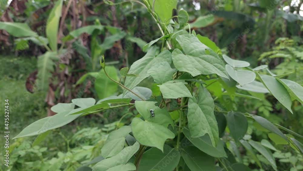 Insect on the leaf Insect on the leaf