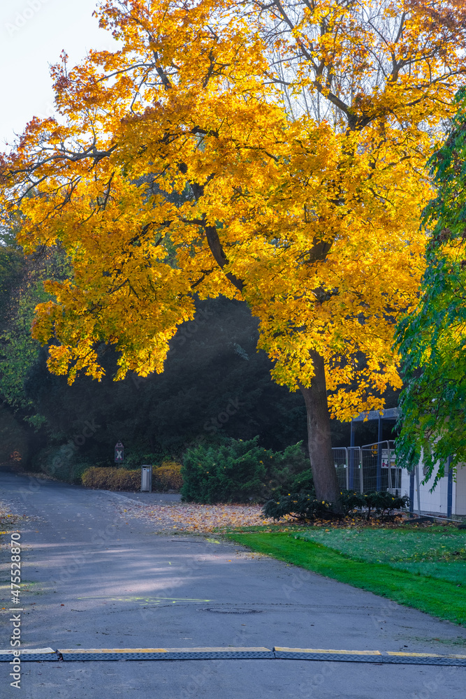 autumn in the park