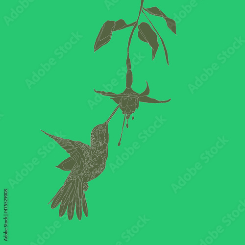Koliber w powietrzu spijający nektar z  fuksji