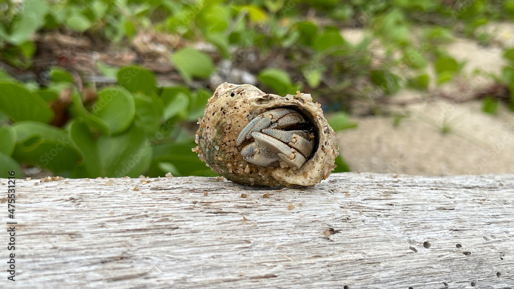 Hermit crab in a shell. Close-up, macro, isolated view. Marine life. Sand beach. Hermit crab hid in the shell. Hermit crab on a sea shore. Green grass at background. Tropical fauna. Wildlife of ocean