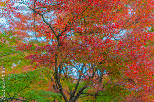 紅葉の様子