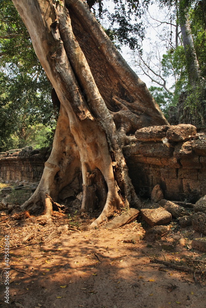Ta Prohm temple at Angkor. Siem Reap province. Cambodia