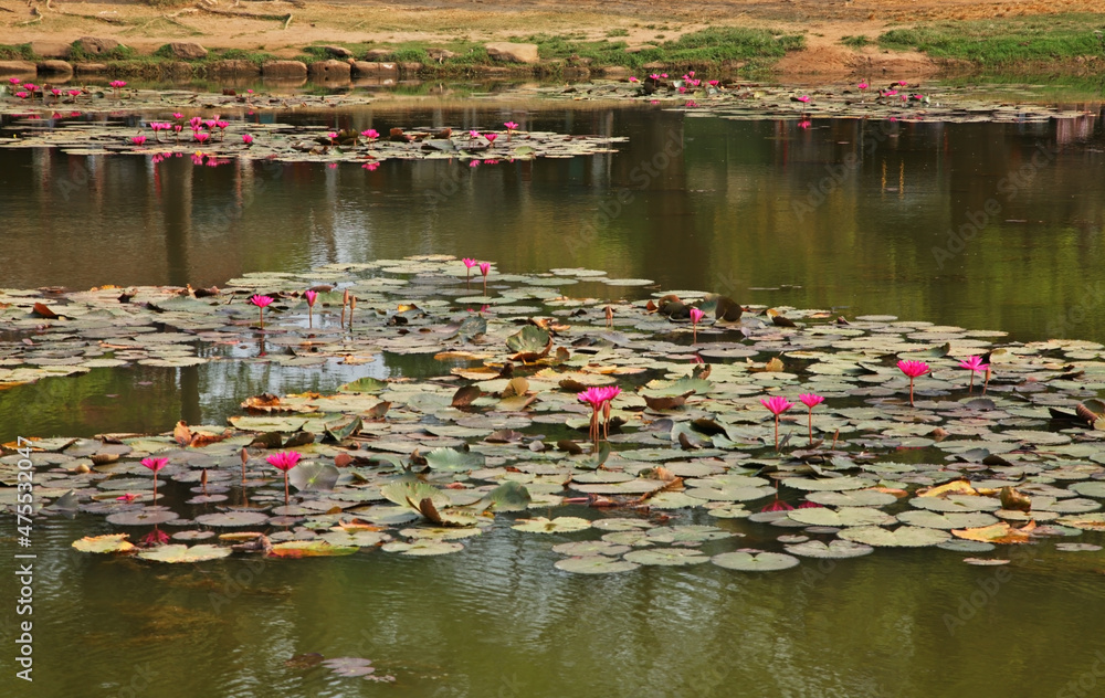 Lotuses at Basin at Angkor Wat - Capital temple. Siem Reap province. Cambodia