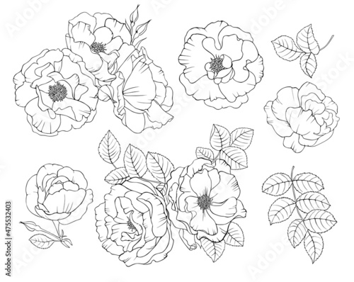 Set of roses. Flowers and leaves vector illustration art line.