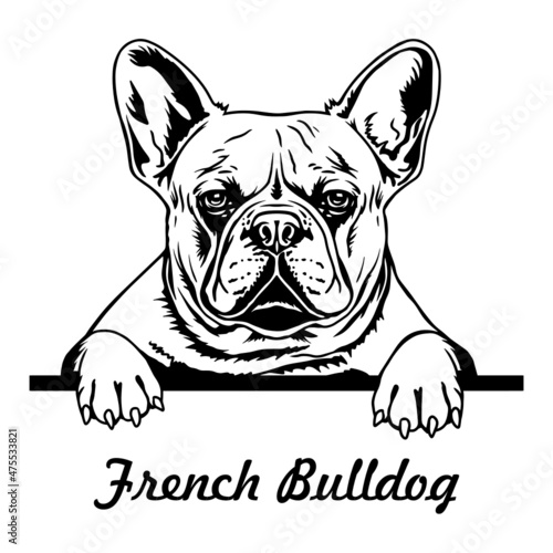 French Bulldog peeking out a dog. Fat Bulldog. Black and white vector illustration. Clipart for cutting and printing