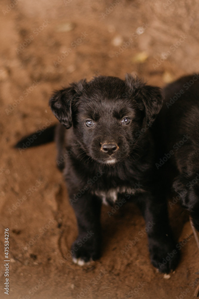 black puppy playing on the ground black puppy playing on the ground