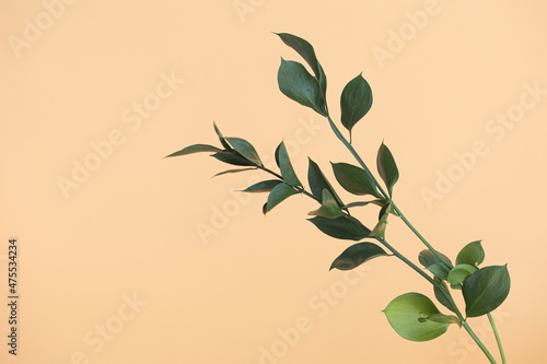 Twig with green leaves of ruscus isolated. photo