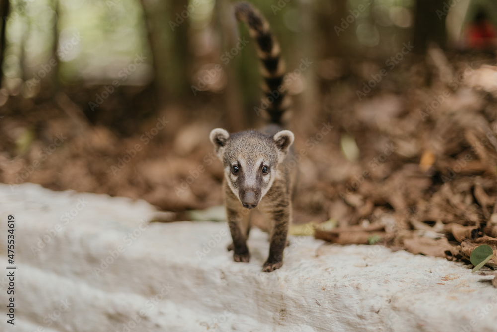Fototapeta premium raccoon in the forest