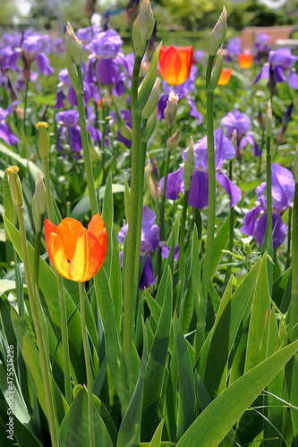  Orange tulip and purple iris.